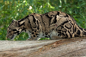 Clouded Leopard