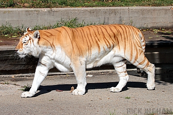 Bengal Golden Tiger