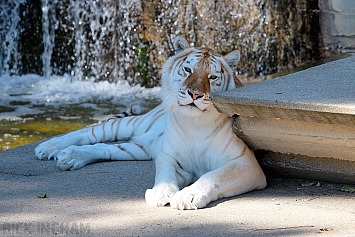 Bengal Golden Tiger