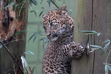 Sri Lankan Leopard Cub