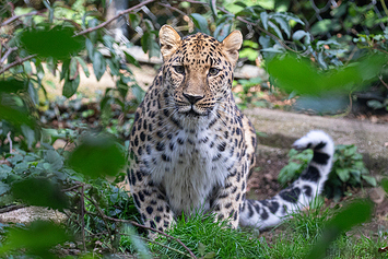 Amur Leopard