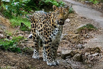Amur leopard | Male
