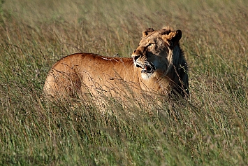 African Lion | Male