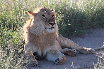 African Lion | Male