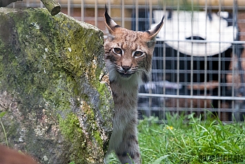 Eurasian Lynx