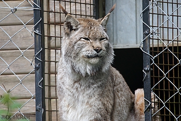 Siberian Lynx
