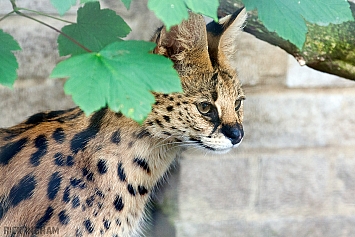Serval Cub