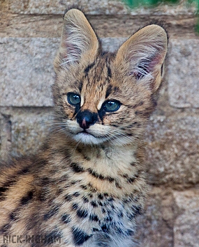 Serval Cub