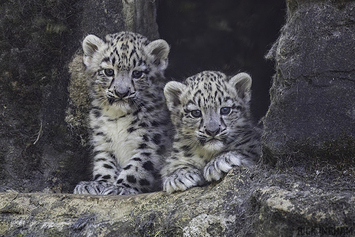 Snow Leopard | Cub