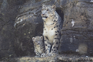Snow Leopard | Cub