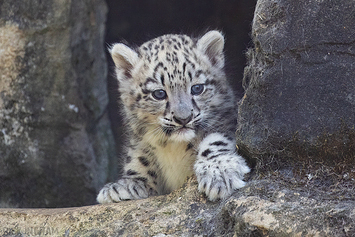 Snow Leopard | Cub