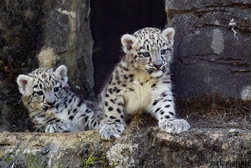 Snow Leopard | Cub