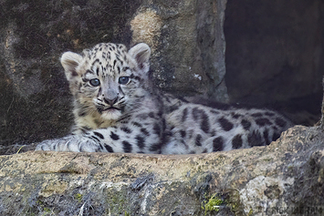 Snow Leopard | Cub
