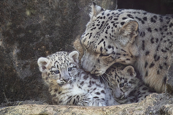 Snow Leopard | Cub
