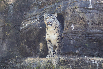 Snow Leopard | Female