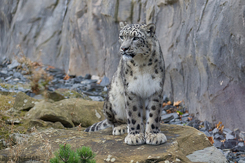 Snow Leopard
