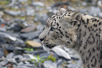 Snow Leopard