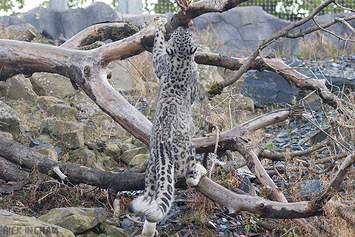 Snow Leopard