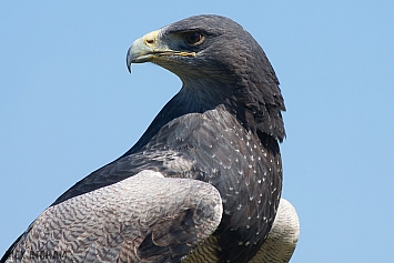 Black Chested Buzzard Eagle