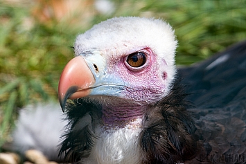 White Headed Vulture