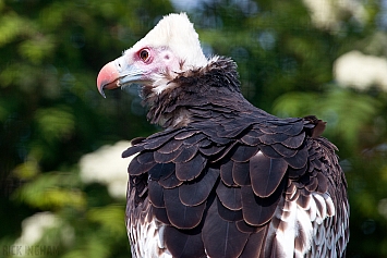 White Headed Vulture
