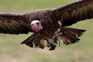 Hooded Vulture