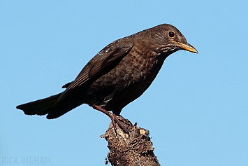 Blackbird | Female