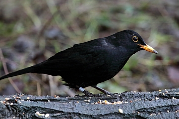 Blackbird | Male