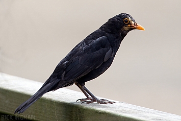 Blackbird | Male