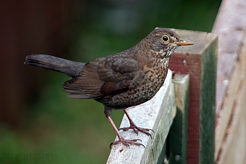 Blackbird | Female