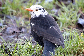 Leucistic Blackbird