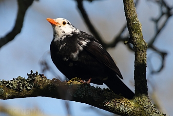 Leucistic Blackbird