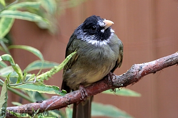 Collared Finchbill