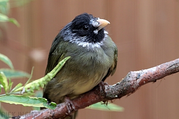 Collared Finchbill
