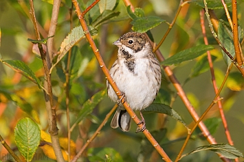 Reed Bunting | Female