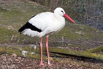 Cranes/Storks/Pelicans