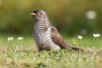 Common Cuckoo | Juvenile