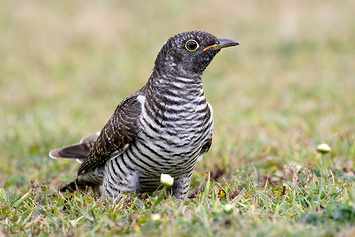 Common Cuckoo | Juvenile