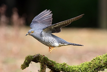Common Cuckoo | Male