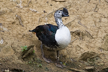 African Comb Duck
