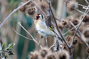 Goldfinch | Female