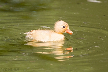 Goose Chick
