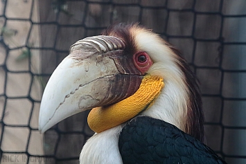 Wreathed Hornbill | Male
