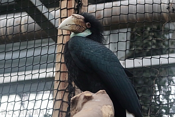 Wreathed Hornbill | Female