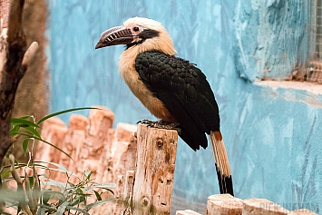 Visayan hornbill