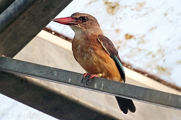 Brown Hooded Kingfisher