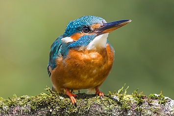 Common Kingfisher | Female
