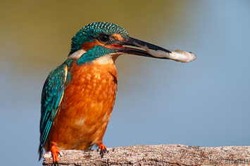 Common Kingfisher | Male