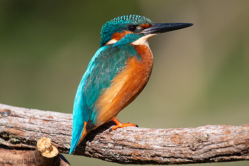 Common Kingfisher | Male