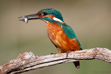 Common Kingfisher | Male